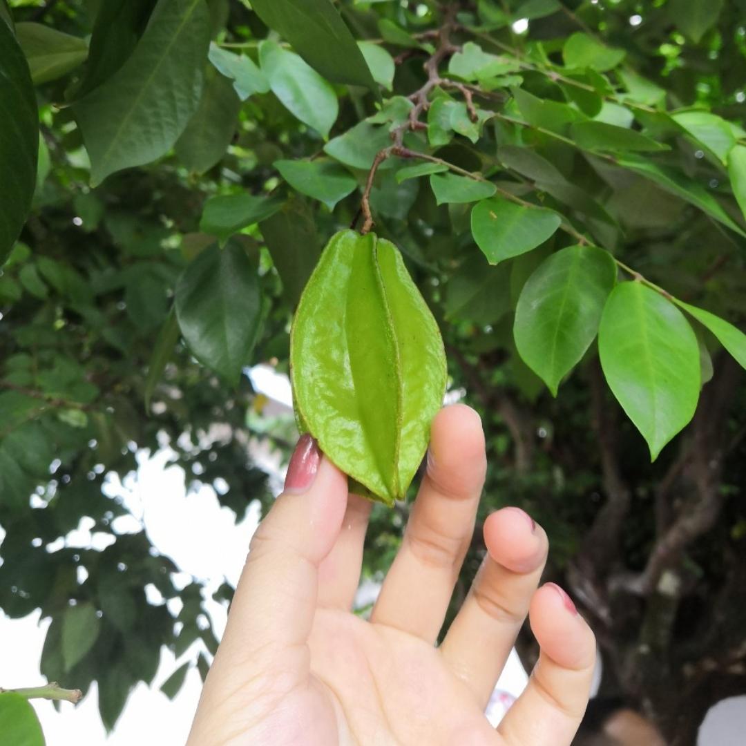 玲家点点