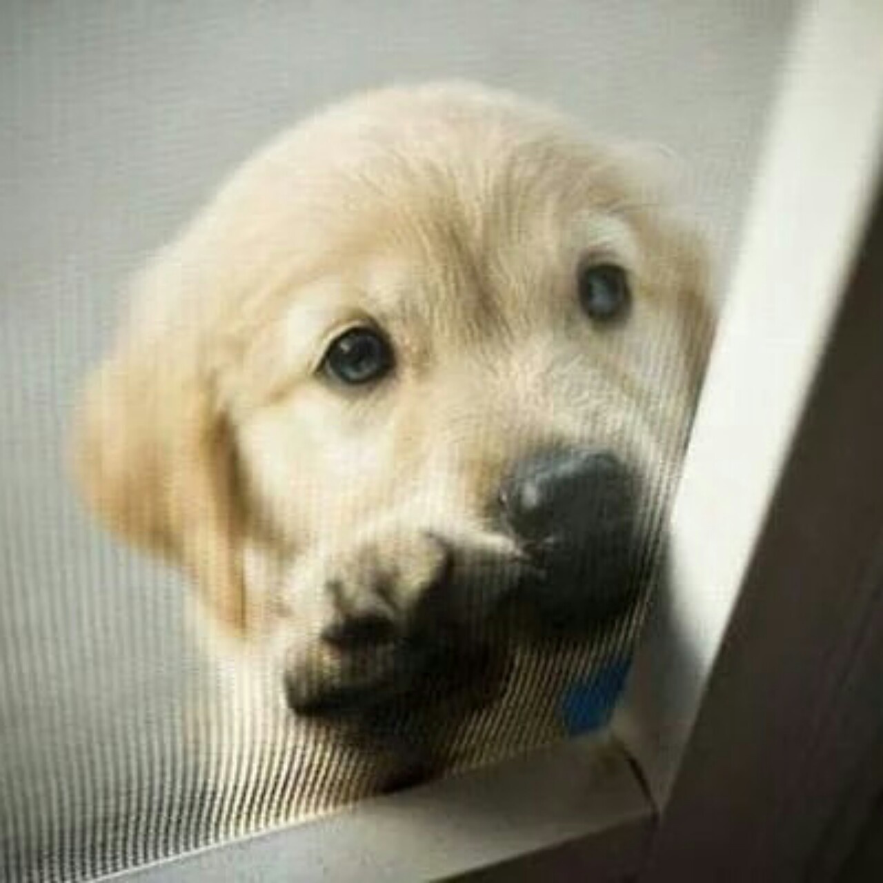 我就是嗓门有点_大