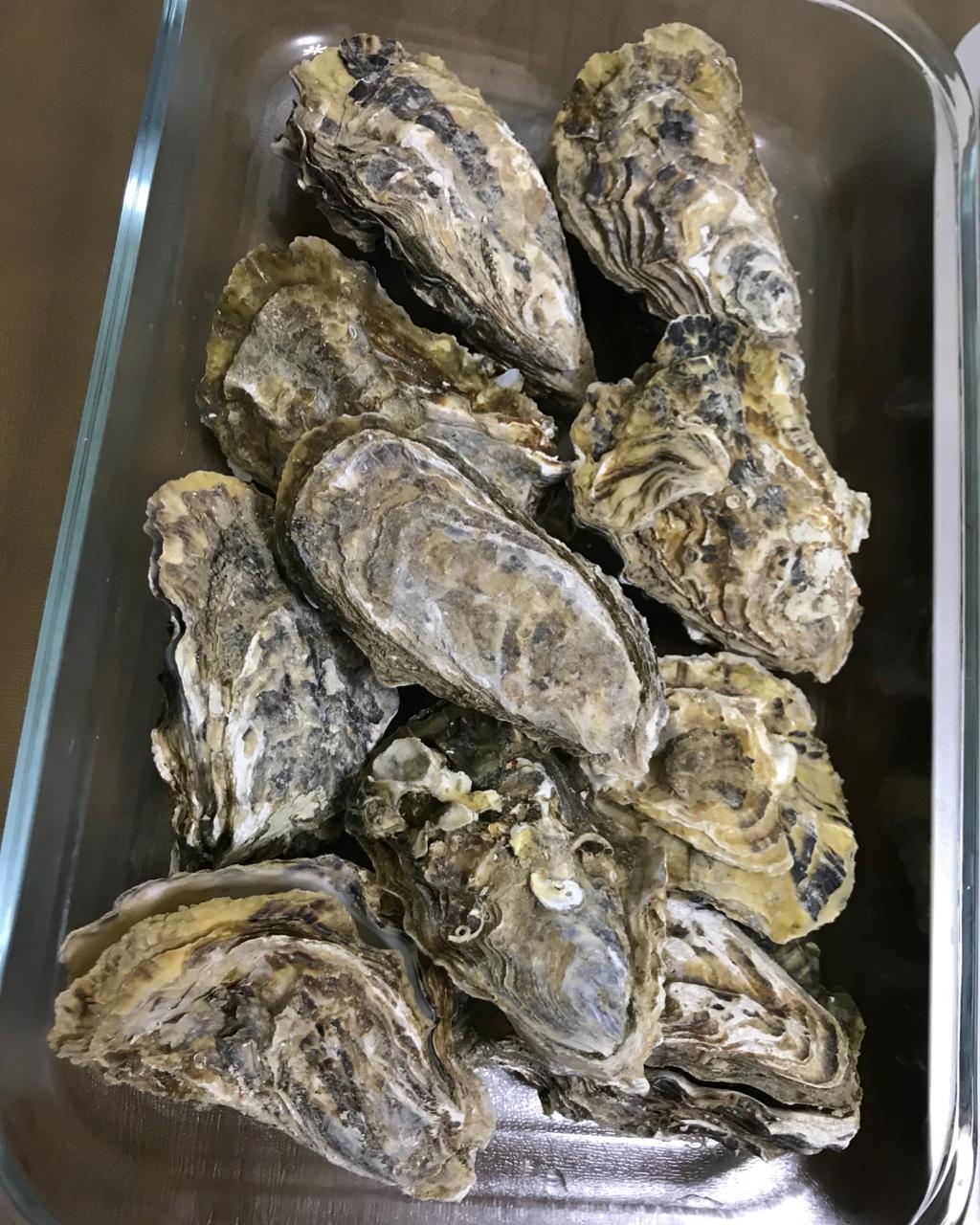 清蒸/清烤全壳生蚝