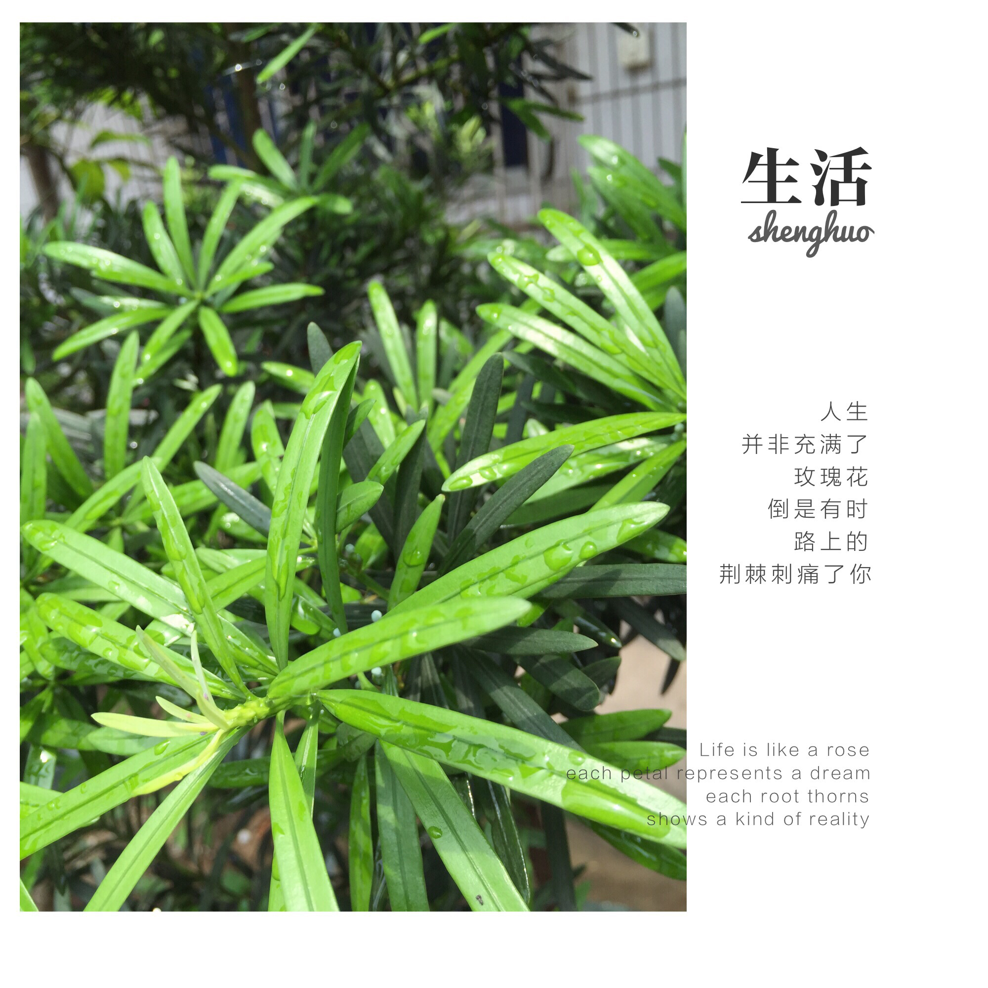 花，一辈子爱上你