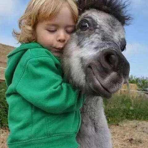 艾丽娅的缝衣针