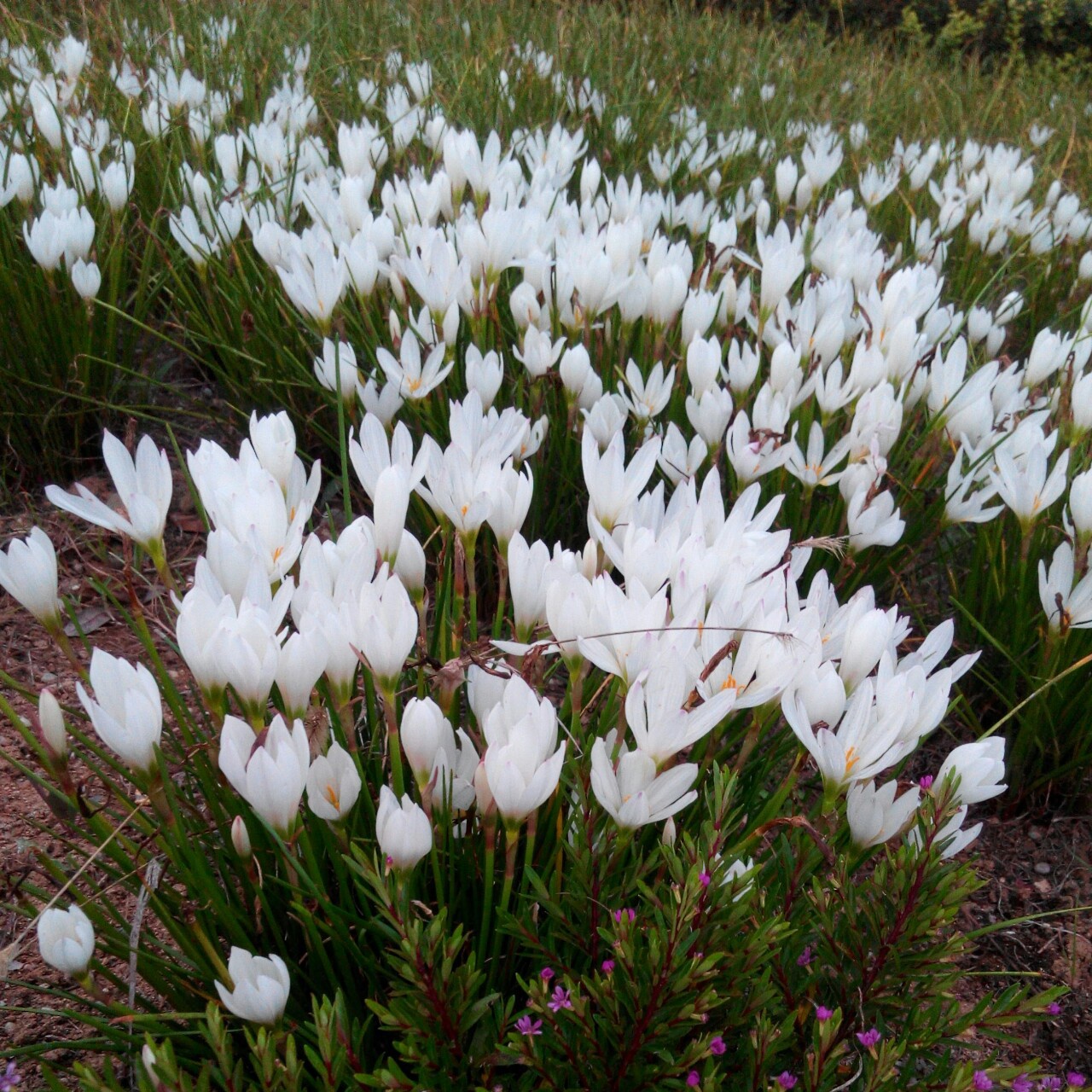 花花草草的世界