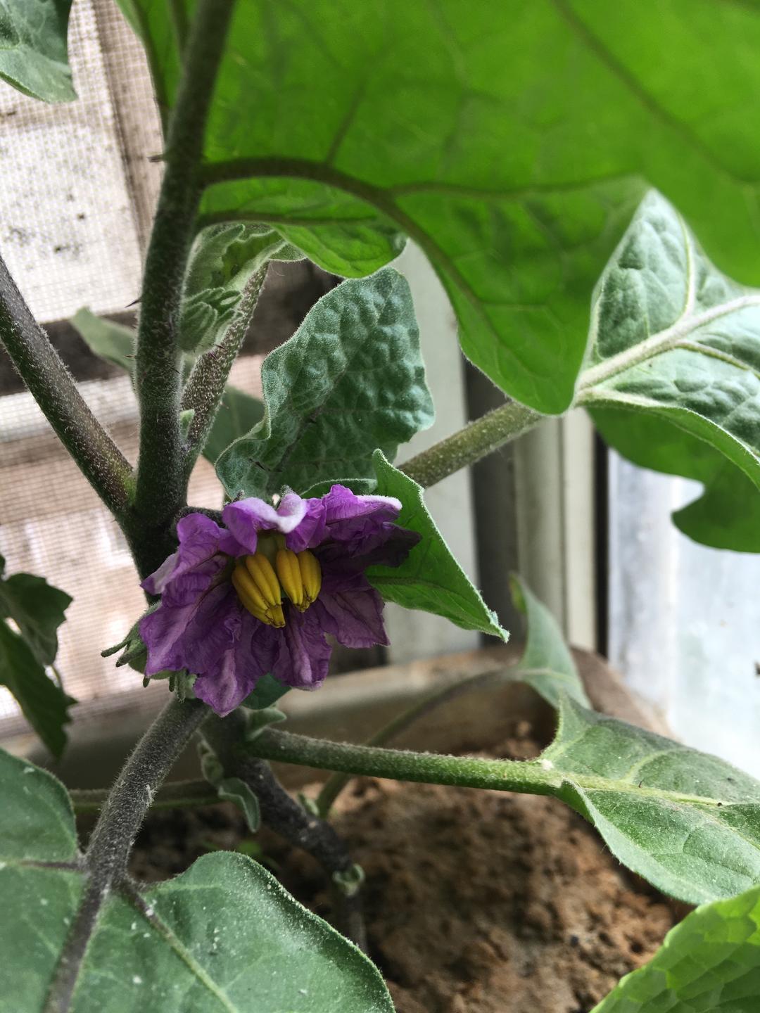 阳台种菜