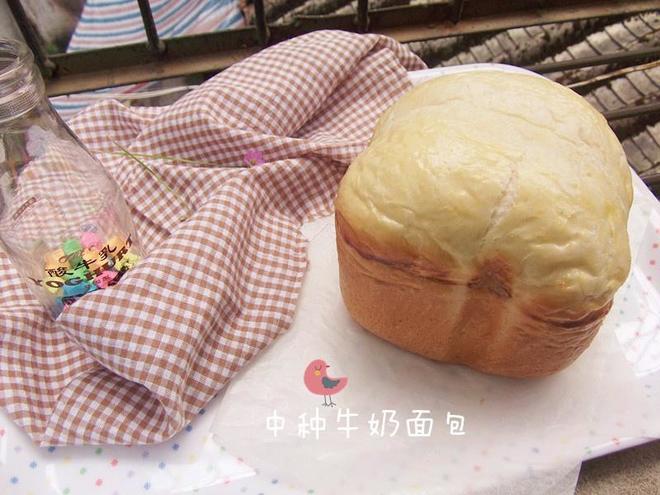 （清淡系-无黄油）冷藏中种牛奶面包---面包机版的做法