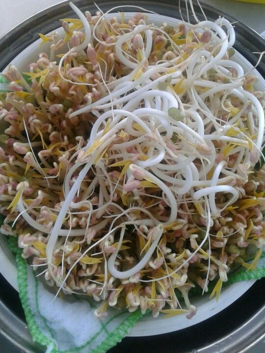 好好做饭cook做的自制豆芽
