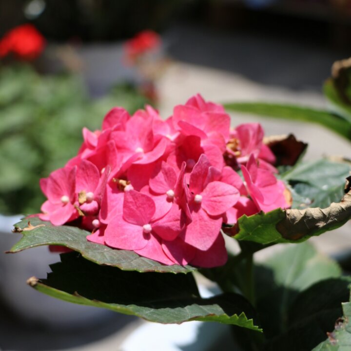 花食间