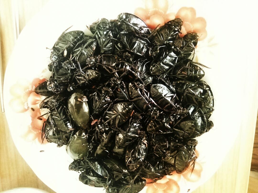 酥煎扎龙苇塘水龟虫&龙虱（水老鳖，老鳖盖）的做法