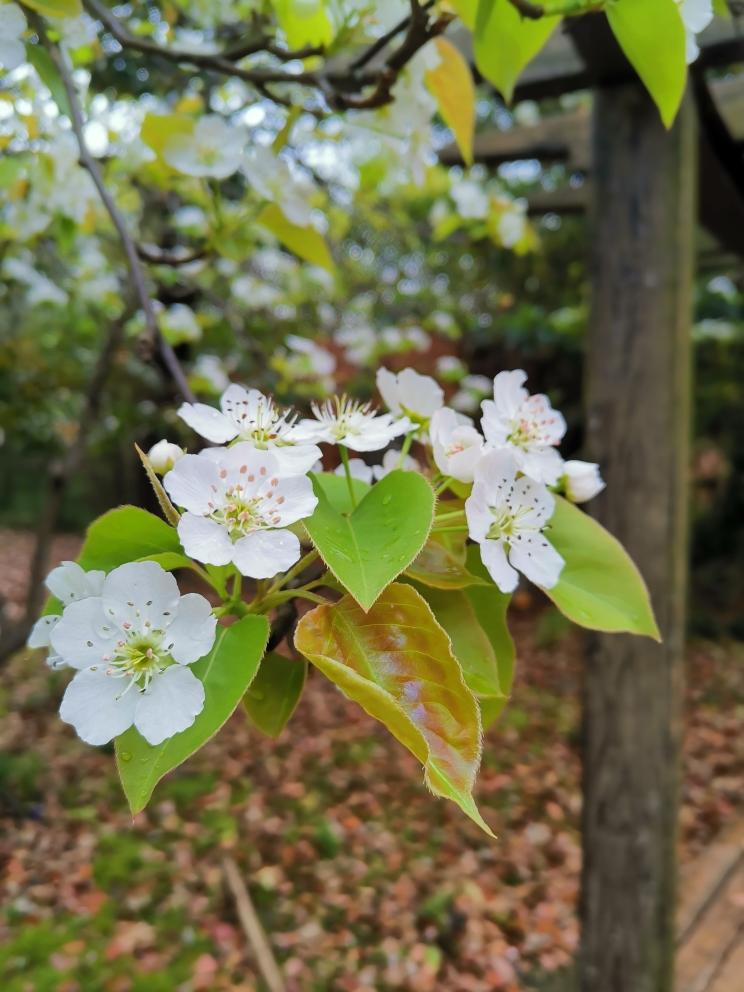 梨花院落淡淡风的做法