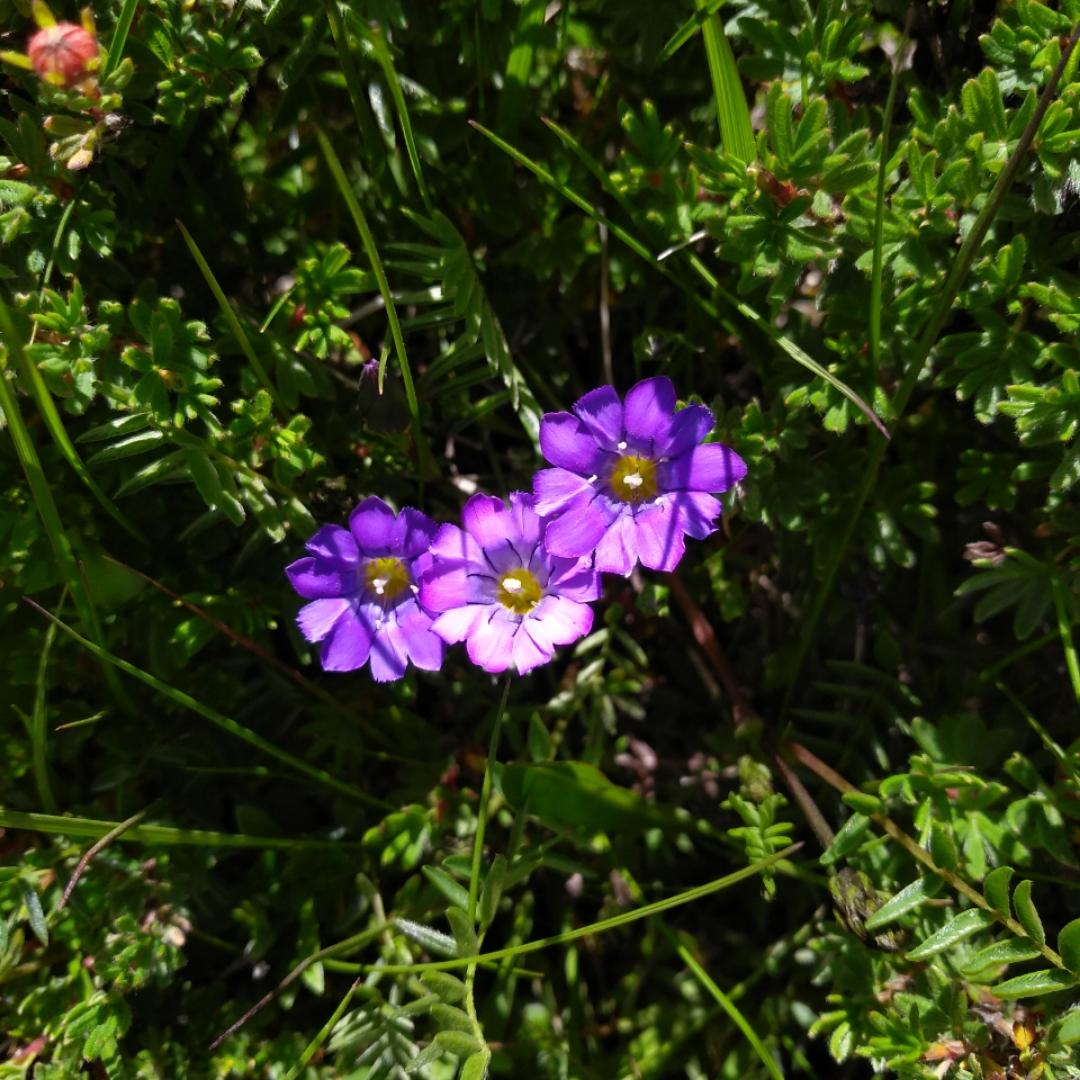 漫漫的美食和生活