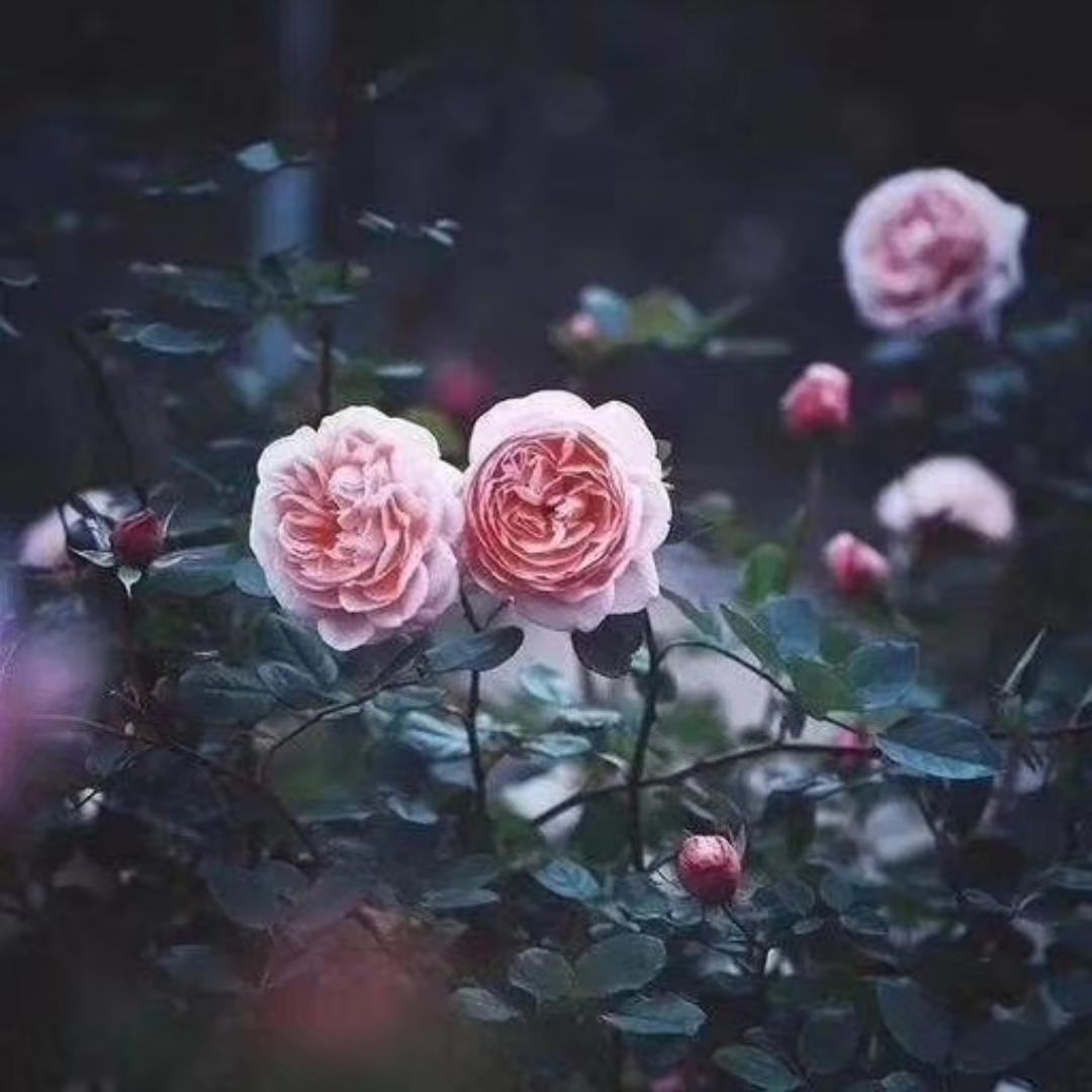 听雨喝茶