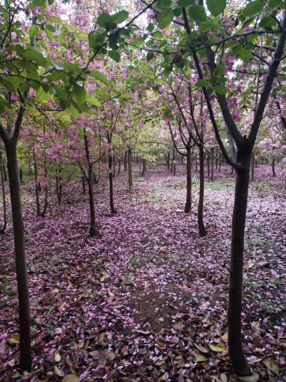 开花季