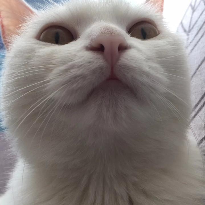 好奇猫妹
