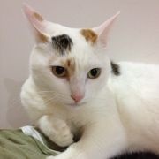 屋有猪猫王小贱