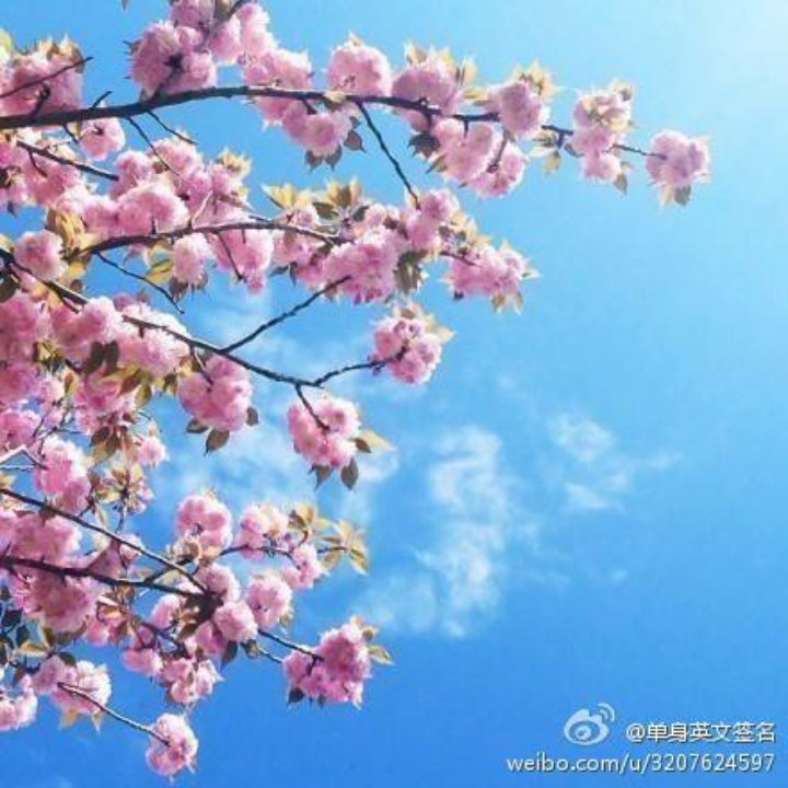 爱学习的猫