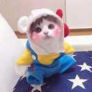 一顿胡炒