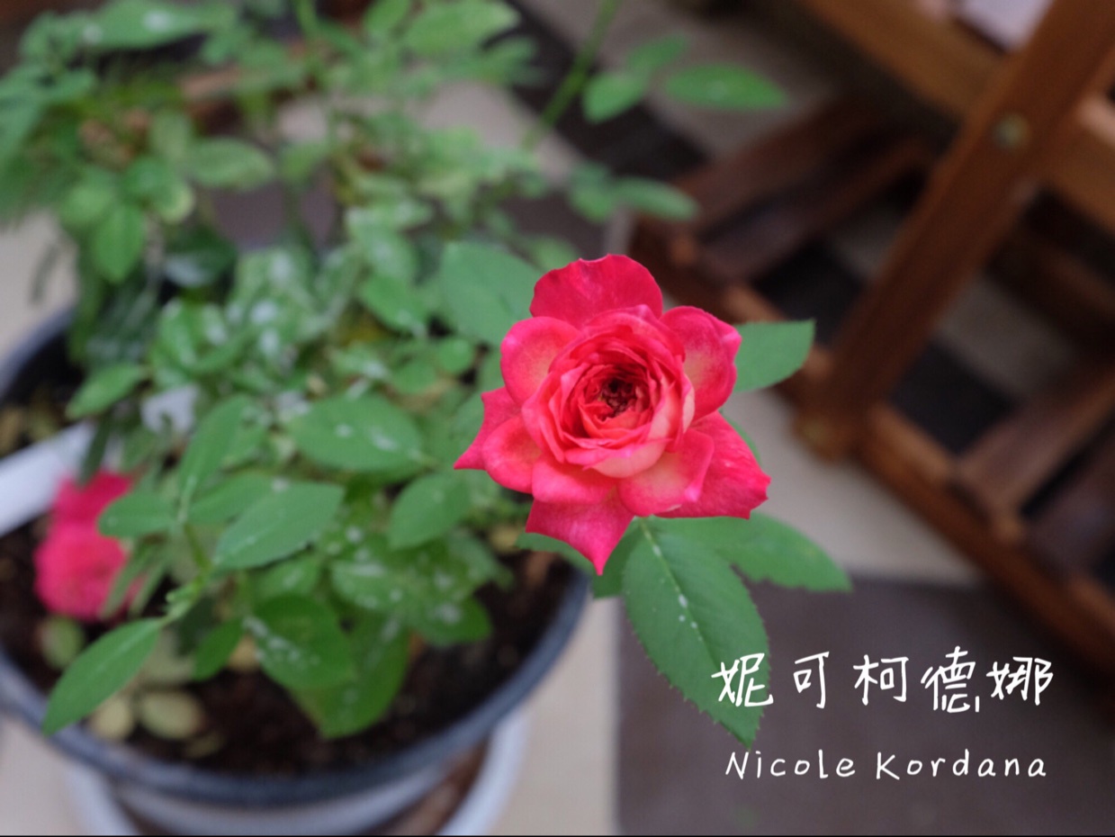 就像花一样开，灿烂又美好