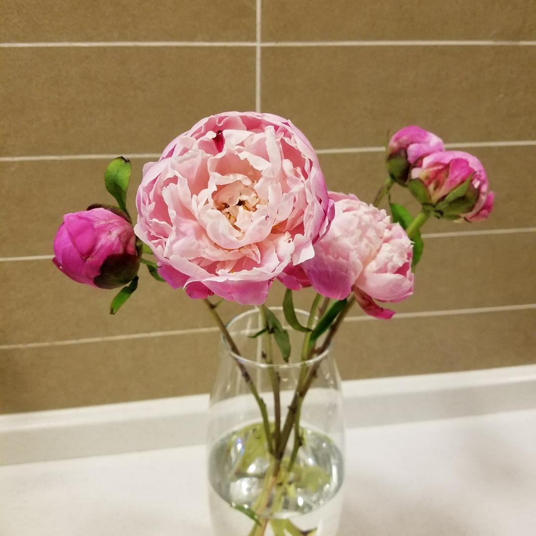 芝芝2017