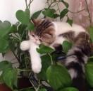 心如止水逍遥客