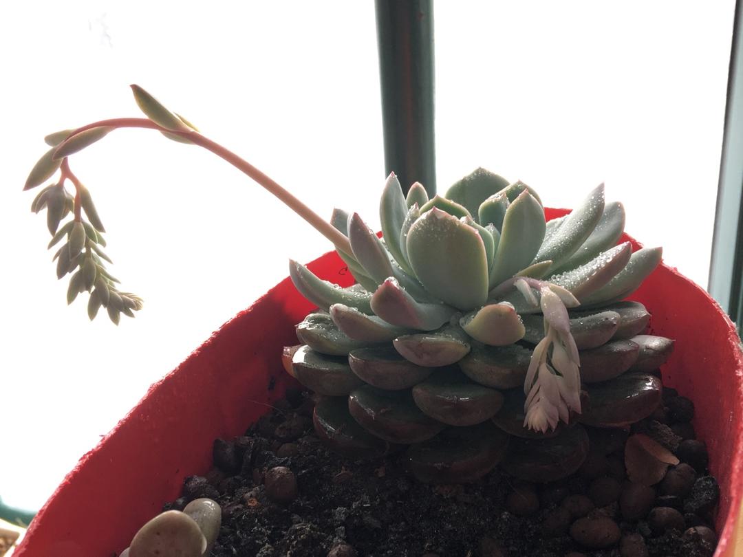 花花草草