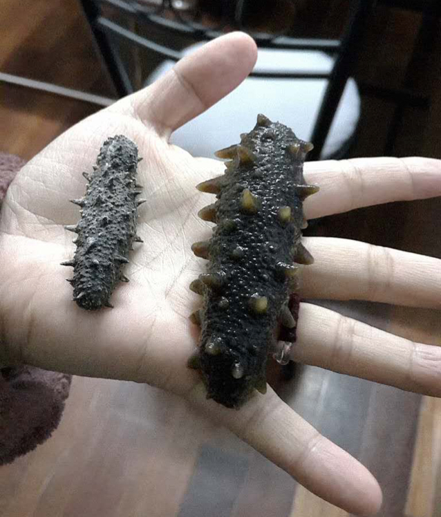 海参泡发攻略