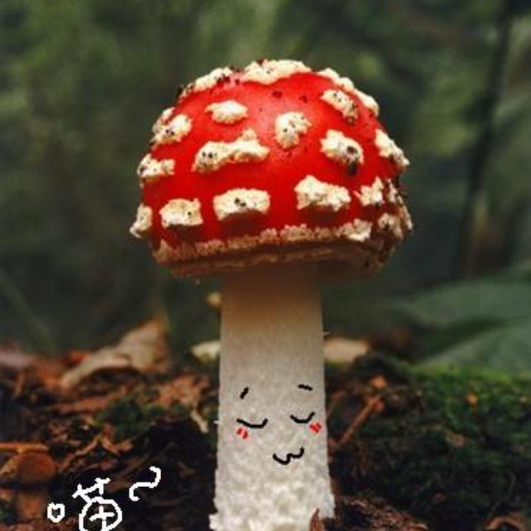 Miss蘑菇_vput