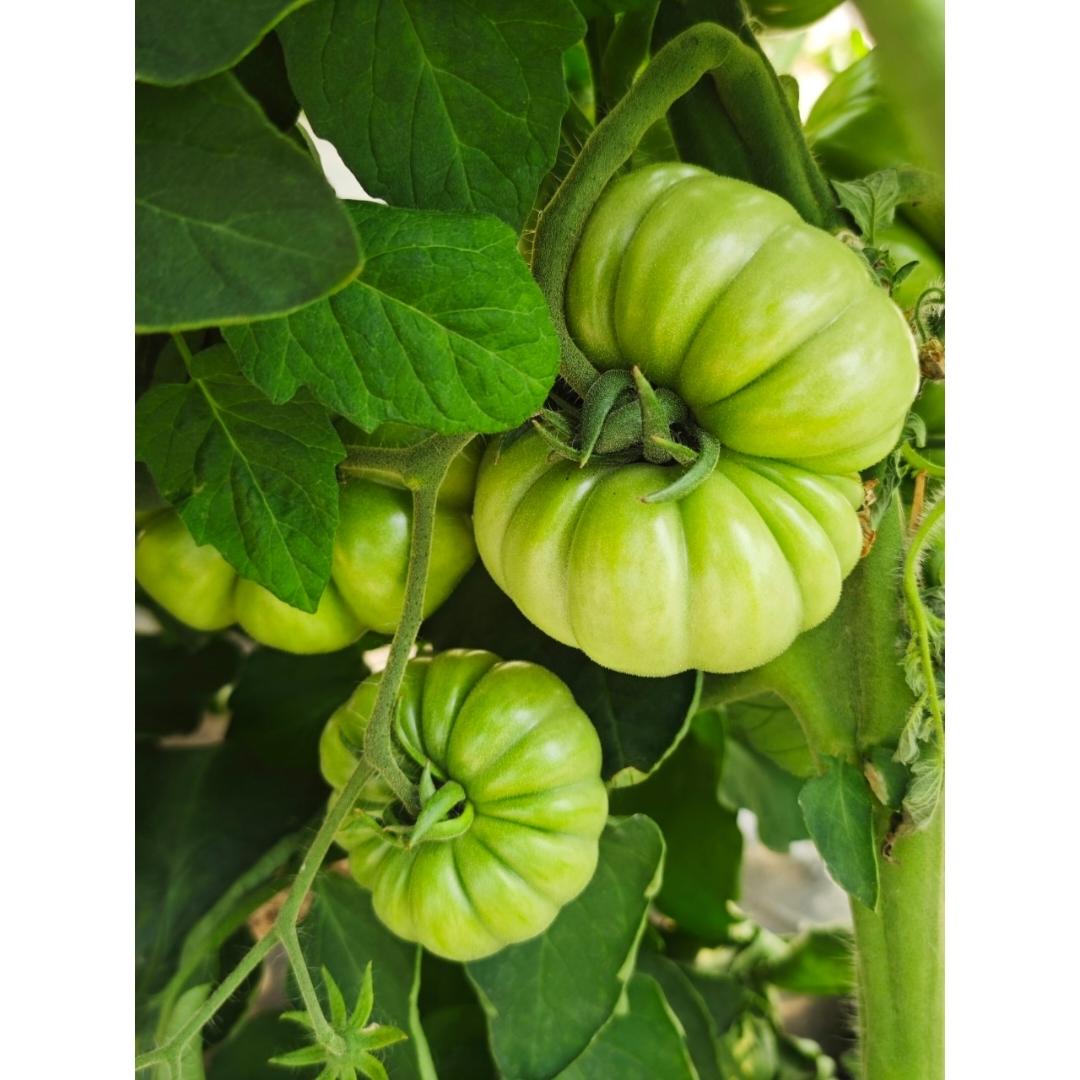 瓜果蔬菜养成记