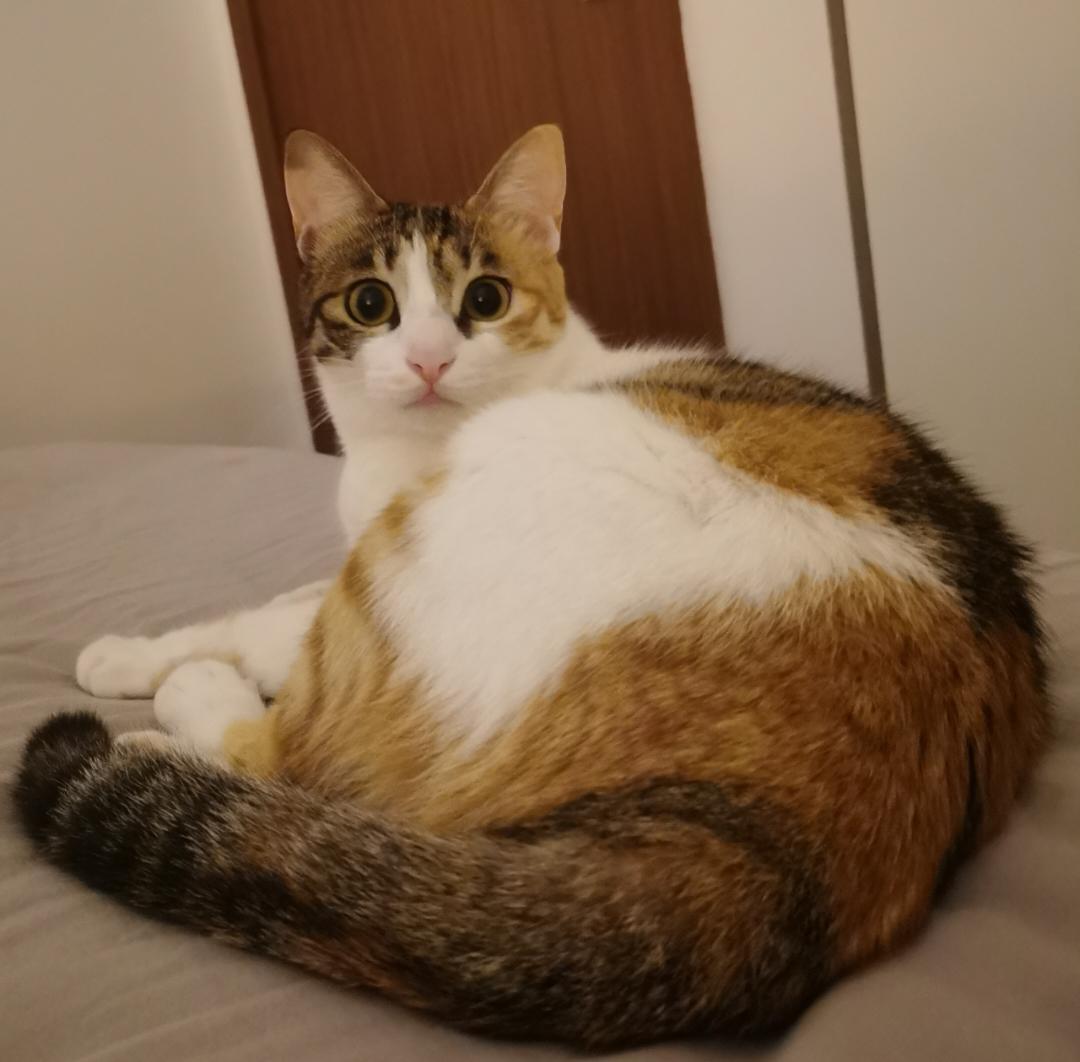 小小是自得其乐的胖纸