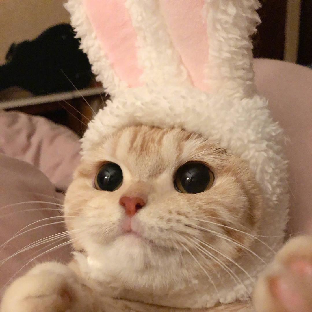 小猫咪VV
