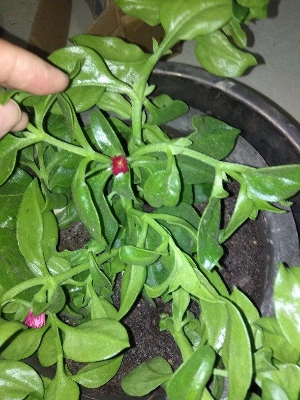 （冰叶日中花）冰菜/冰草的清爽咸/甜沙拉