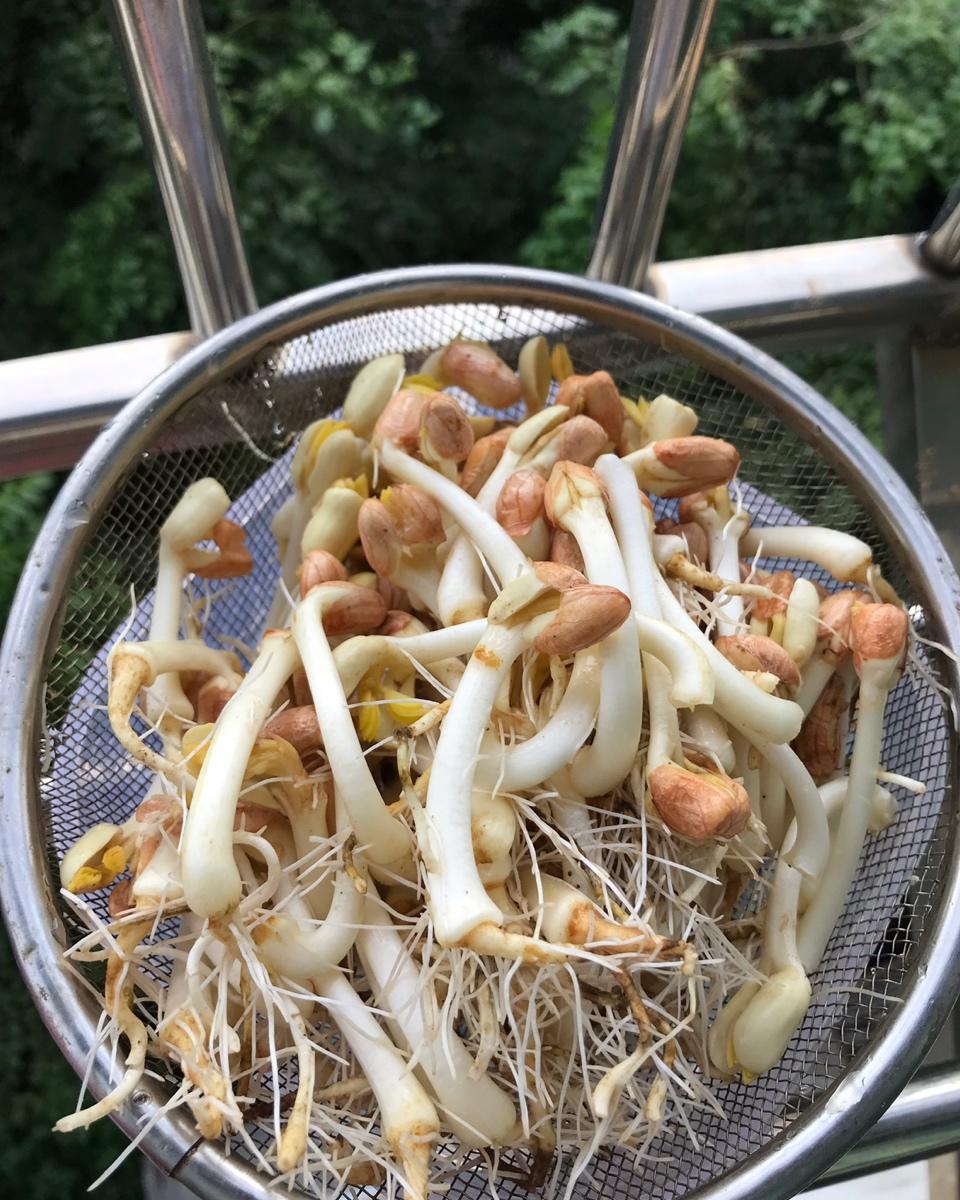 自己动手种花生芽