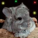 我回眸一笑你就鸡飞狗跳