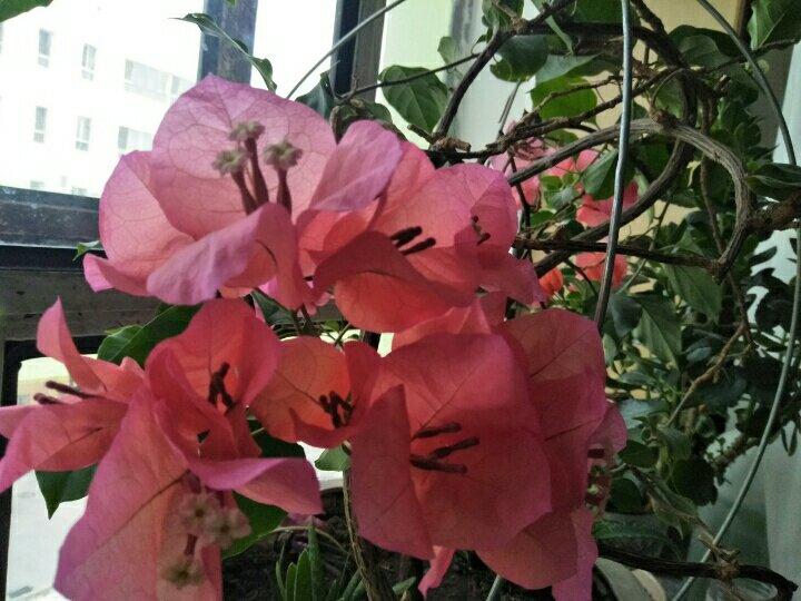 酒酿 (酒酿系列一）