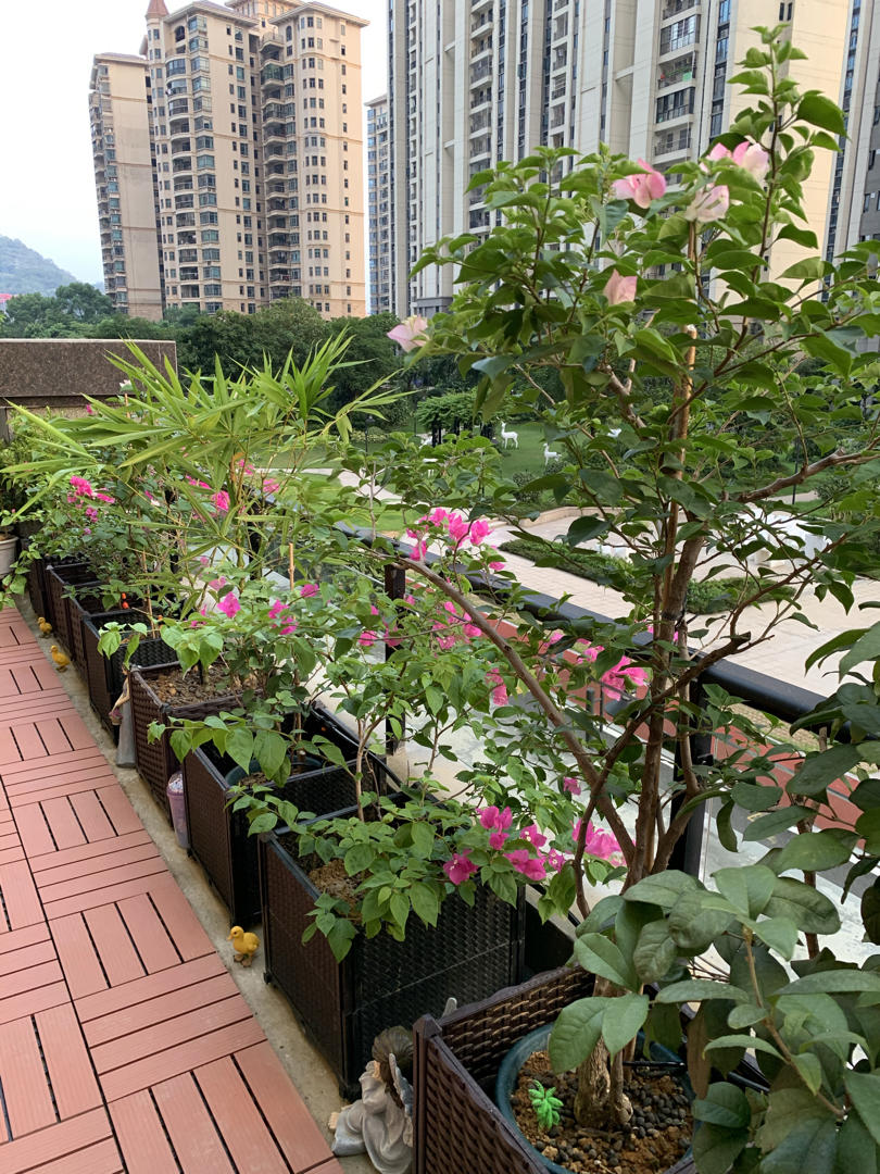 Flower Language·花の语