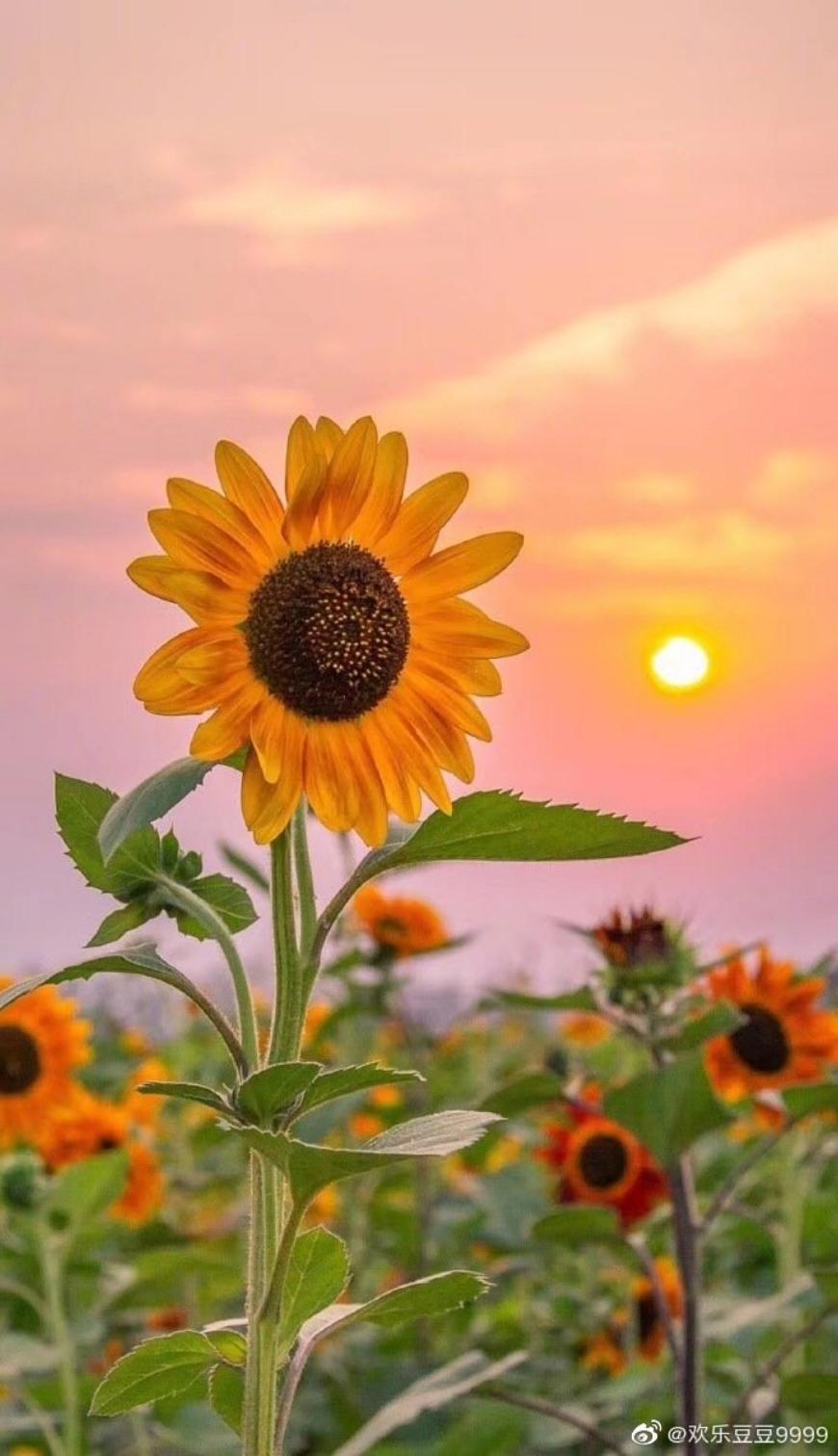 Sunshine*雪