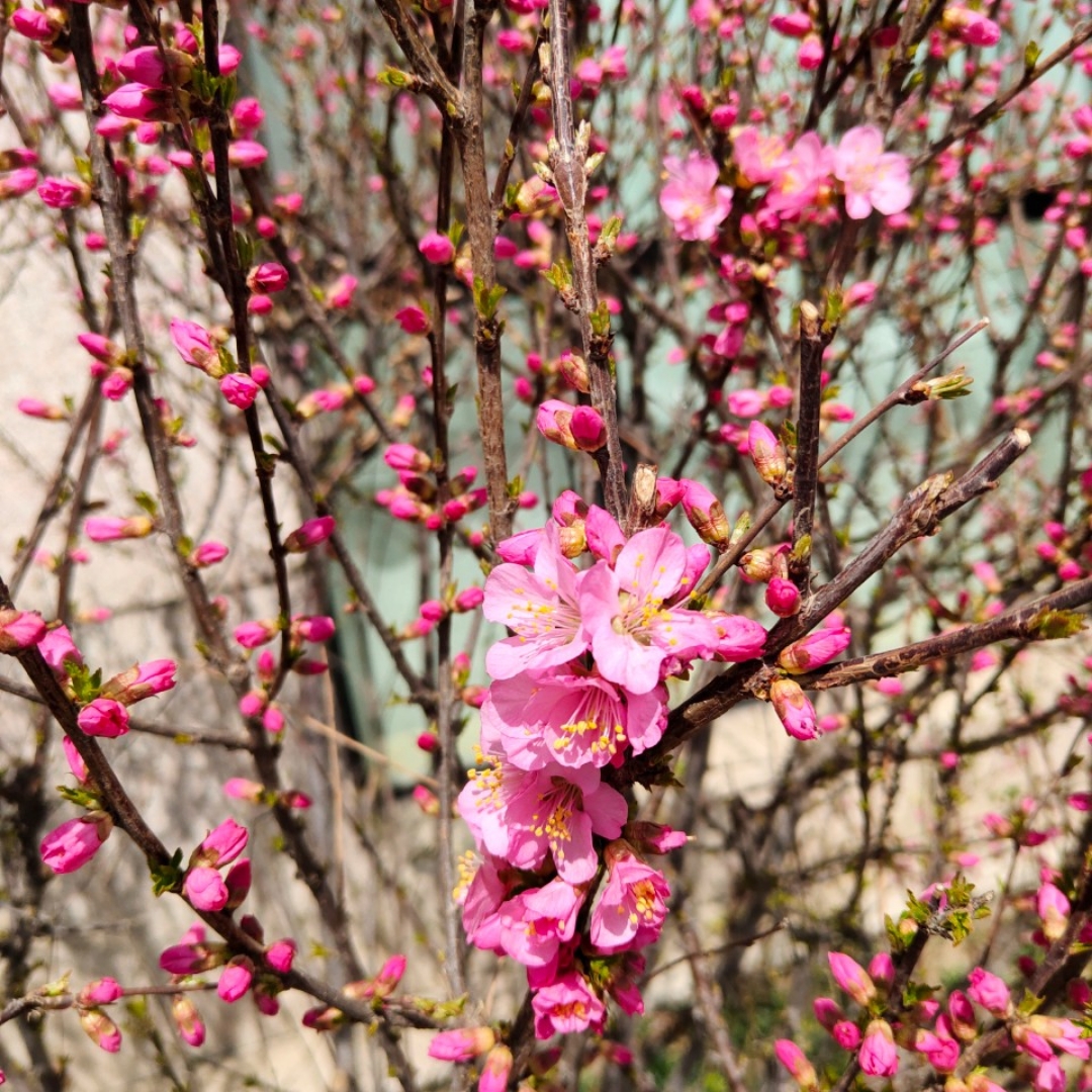 粗面_鱼丸