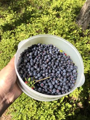 天然无添加蓝莓酱（森林里采摘的野生蓝莓呦)的做法 步骤1