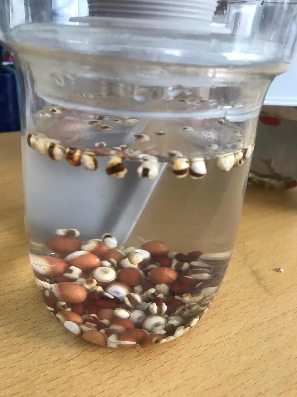 香蕉派【7月北鼎烤箱食谱】