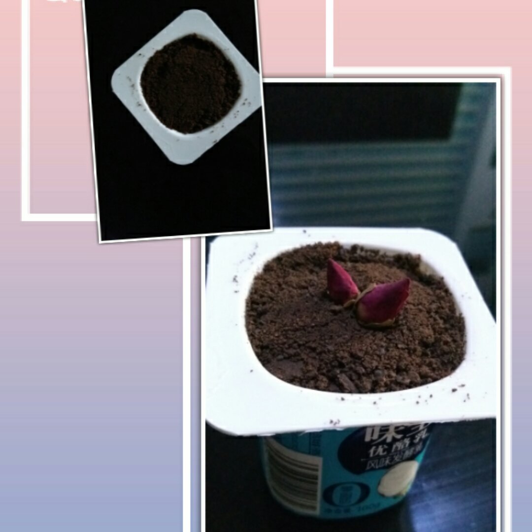 奥利奥酸奶盆栽