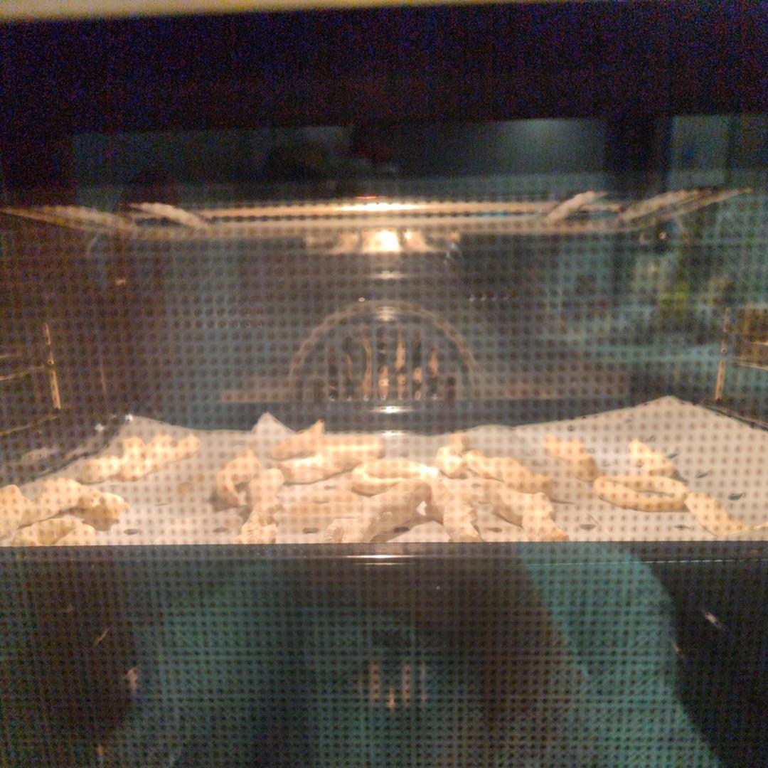 【畅宝辅食】之母乳磨牙棒（特硬版）