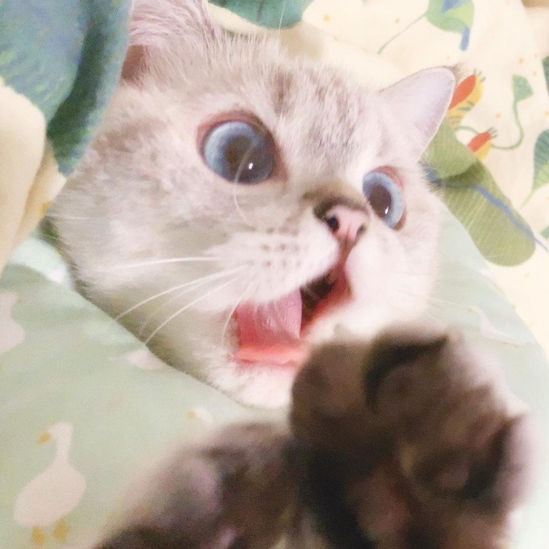吃不吃鱼仔