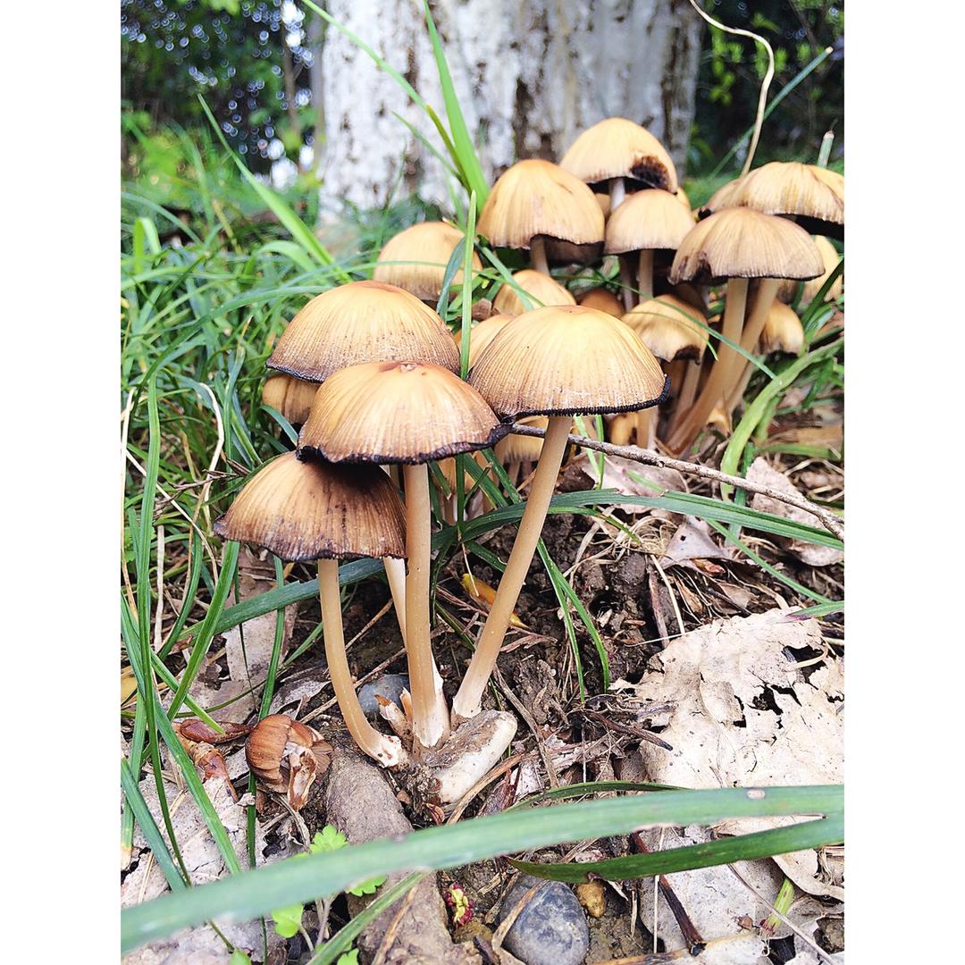 最好的厨艺就是食材本身