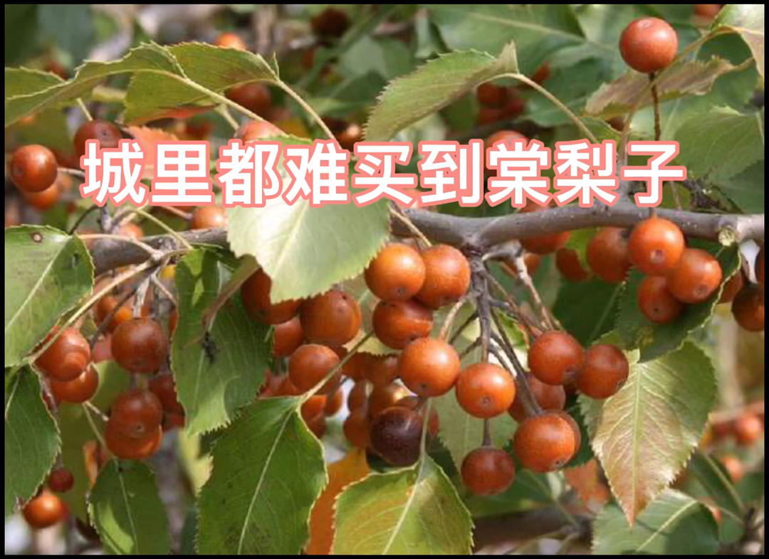 冰糖雪梨（止咳化痰平喘润燥，秋冬必备）