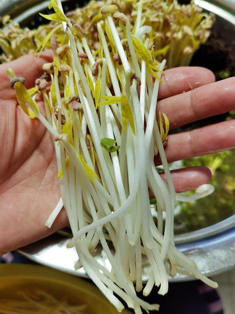 嬷嬷茶婼做的沥水篮发豆芽