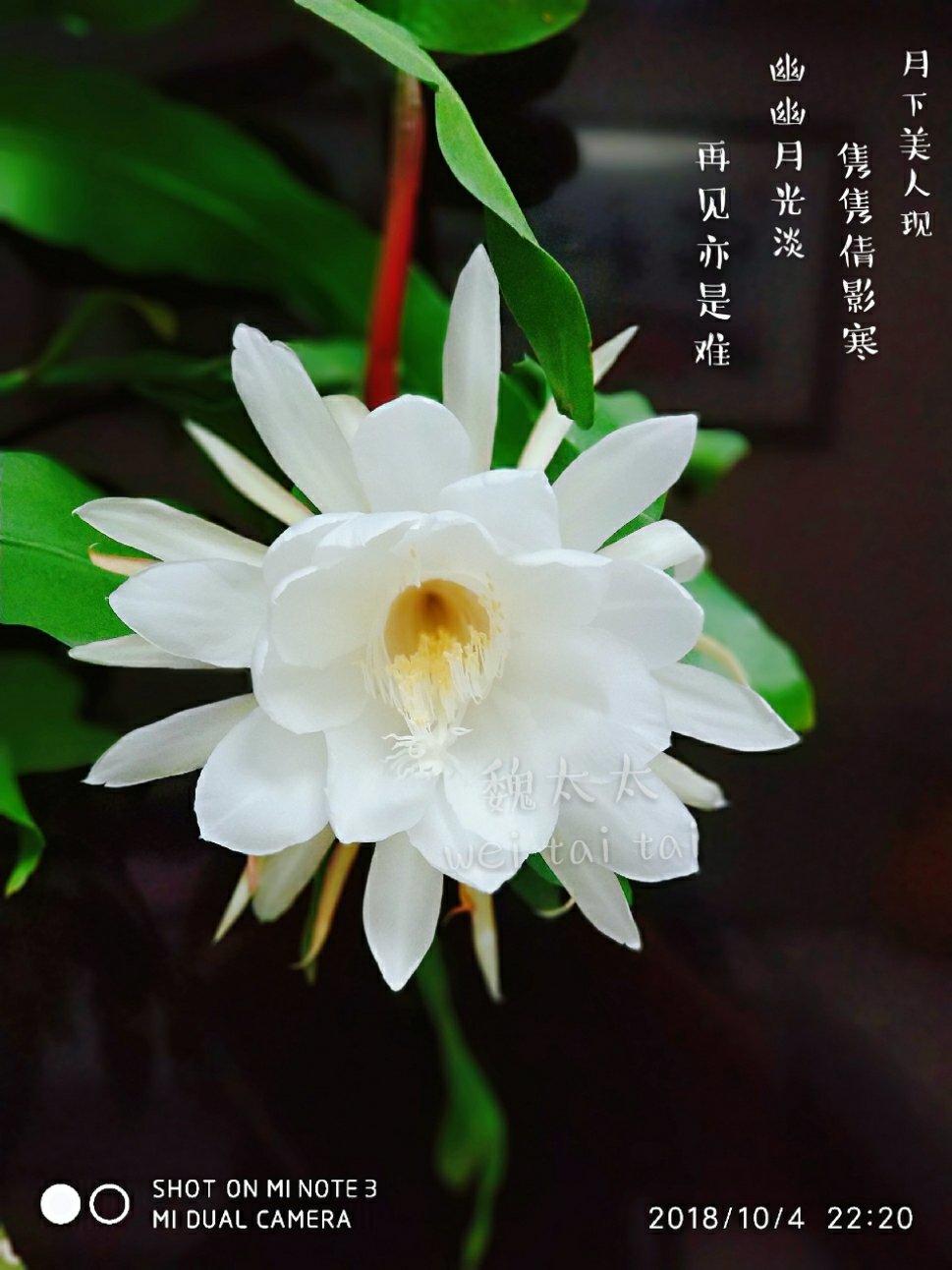 花儿，草儿…