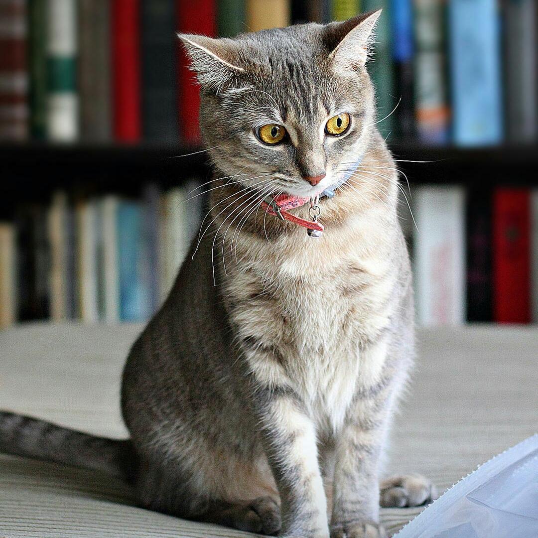 安静的猫倪
