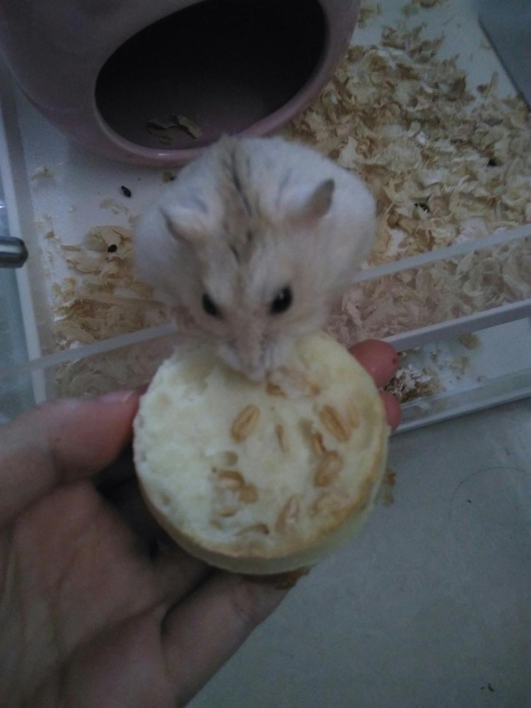 仓鼠食谱——蛋白糕