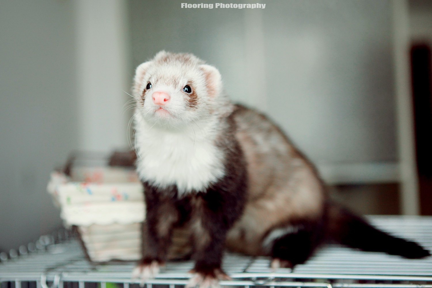 喵叔推倒萌叉叉