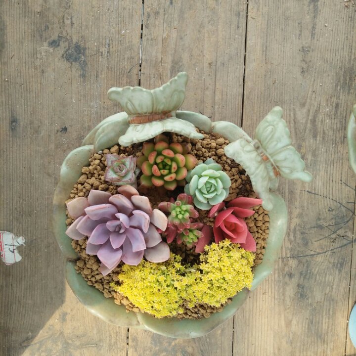 清之秋