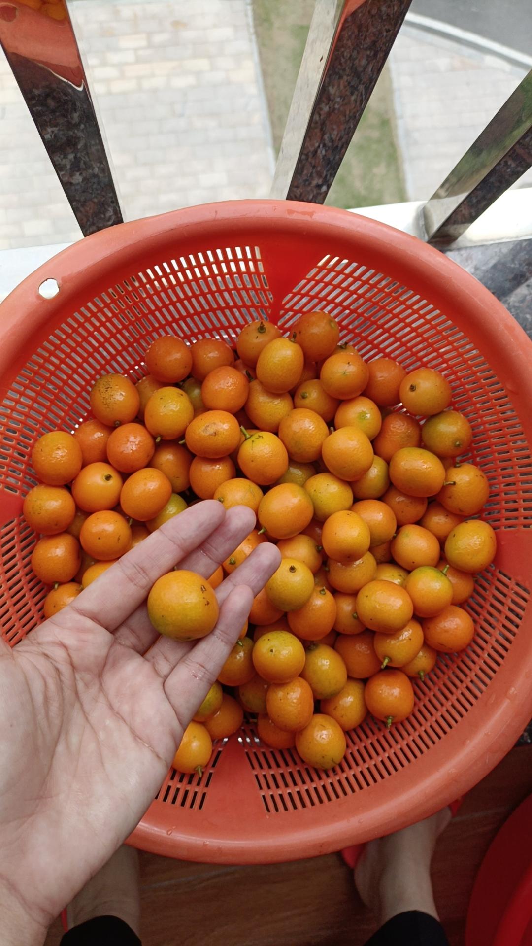 老中医推荐的止咳化痰咸金桔