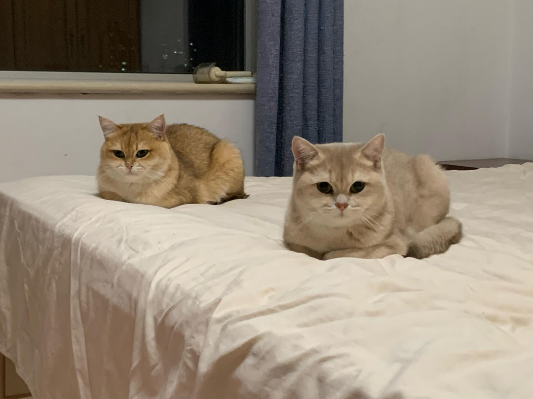 哇啊许许女猫